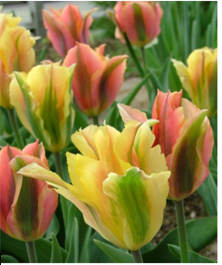 An award-winning sport of Artist, Golden Artist is a rich golden-orange with green featherings.