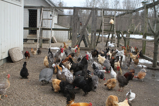 At my Bedford farm, there are four coops that house more than a hundred chickens - a mélange of types and breeds that are really interesting to look at and fascinating to study.