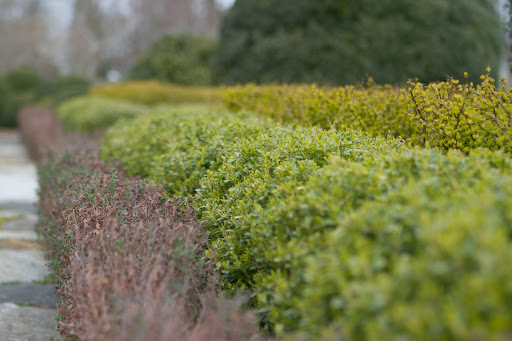 The contrasting terrace hedge of teucrium, boxwood, and golden barberry is beginning to fill in with color as new leaves grow.