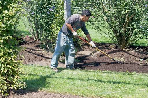 Last week, I reported the the nepeta, or cat mint, was pruned back. Phurba is spreading mulch all along the beds of the pergola.