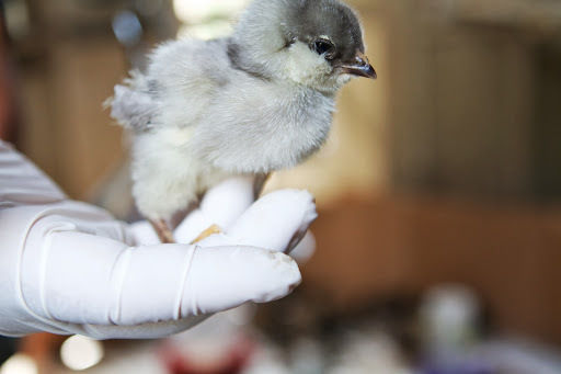 A common misconception about chickens is that you need roosters for hens to lay eggs. Chickens lay eggs just fine without roosters. However, if roosters are present, the eggs may be fertilized.