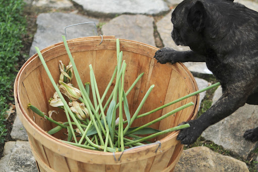 Ryan taught them that one way to encourage strong spring growth is to remove the seed head when the flower has finished.