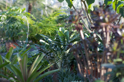 A better look at the bromeliad with its tiger-stripe leaves. The pineapple is also a bromeliad.
