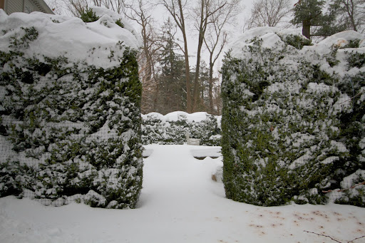 This is an entrance into the boxwood enclosed garden behind the summer house. This American boxwood is protected from snow accumulation with plastic netting, keeping branches from splaying.