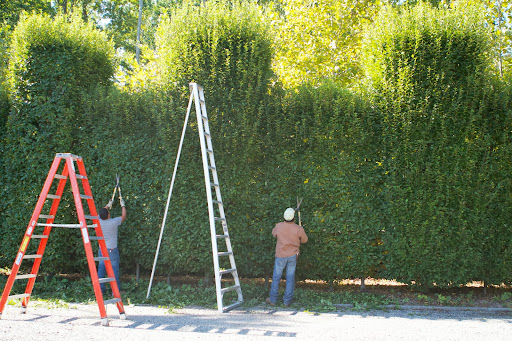 People always want to know why we don't use electric or gas power hedge shears. It's simple - using hand hedge shears allows for a lot more accuracy, especially for detail work.