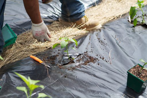 Peppers are in the Capsicum family and as I have mentioned, we grow many varieties both sweet and hot.