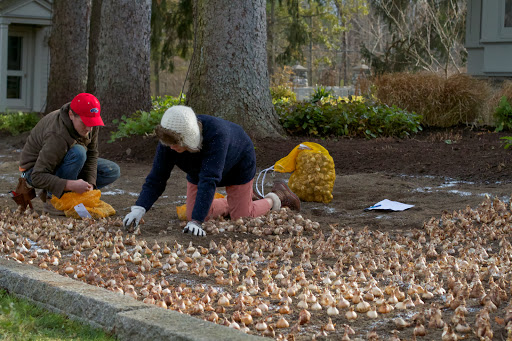 The following year, with a similar number of bulbs to plant, we scraped away eight inches of soil, mass-planted the bulbs, and covered them with the reserved earth.