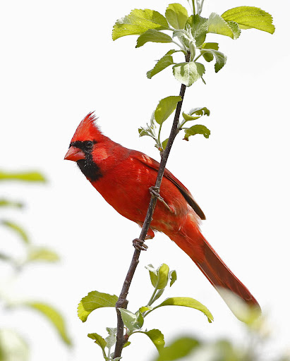This stunning red bird is, of course, a male cardinal. Brown female cardinals also have a sharp crest and warm red accents.