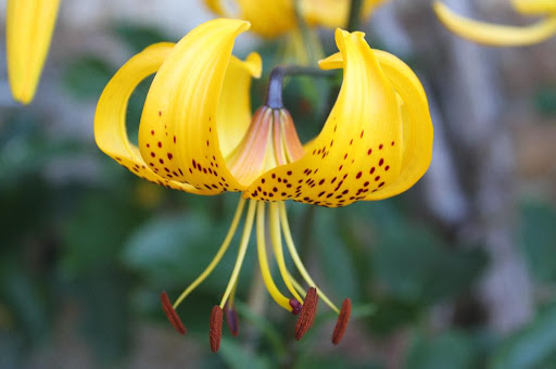 I also have many of these beautiful hanging oriental lilies at my home in Bedford.