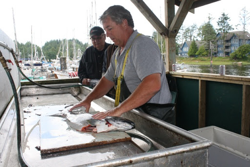 This fellow fillets dozens of fish each day. Most were bagged and put on ice, ready to travel.