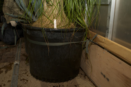 To keep the plants from falling over during transport, the largest pots were tied securely to the side rails of the trailer.