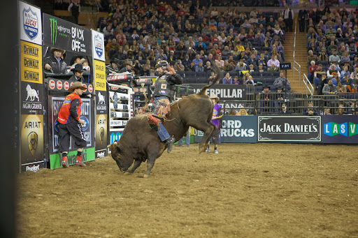 A qualified ride is 8 seconds. The clock starts when the bull's shoulder or flank breaks the plane of the gate and stops when the rider's hand comes out of the rope, the rider touches the ground, or the rider's free arm touches the bull.