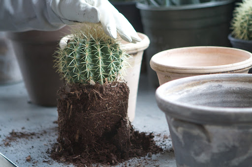 The barrel cactus released from its pot quite easily. If the plant won't release, insert a kitchen knife between the soil and the pot and cut around the inside edge until you have made one full rotation. This should loosen the plant enough that it will slide out of the pot.