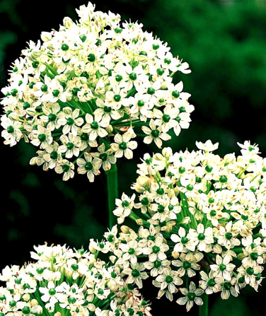 Allium Multibulbosum - Multi-flowering, 3 to 4-inch compact spheres of white to pale lilac florets with green midveins and eyes. Photo credit: John Scheepers Catalog