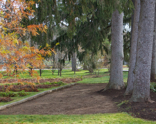 I decided that this area, which had been an unused bocce court, would be perfect for planting masses of colorful, spring-blooming daffodils.