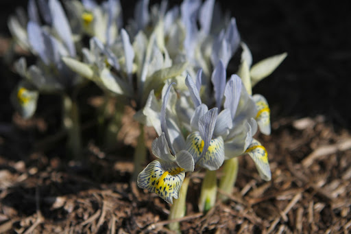 Another dwarf iris called histrioides 'Katharine Hodgkin' - This one has unusual colors and lots of striping.