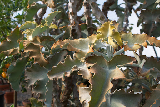 Also in the hoop house are my giant kalanchoe velvet elephant ear plants. The soft, muted colors of the velvety leaves are so appealing to me.