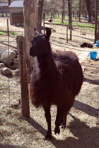 Lulu, one of the llamas, is very protective of the goats, and will nudge visitors away if she feels they are a threat.