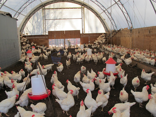 This is the winter home of the White Plymouth chickens. They also raise Rhode Island Reds and have about 1,200 hens that lay approximately 6,000 eggs per week. The hens are also used as broiler chickens.