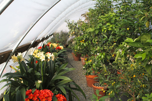 It is very pleasant to walk past the citrus hoop house because the air is so fragrant from the sweet citrus blooms.