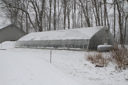 This is the heated greenhouse where most of the tropical collection spends the winter. It's like a rain forest inside and the plants are thriving.