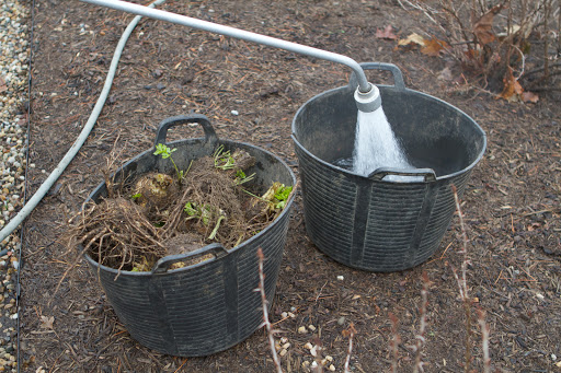 Dirt really clings to celeriac's mass of roots so Ryan likes to wash most of it off in a garden bucket.