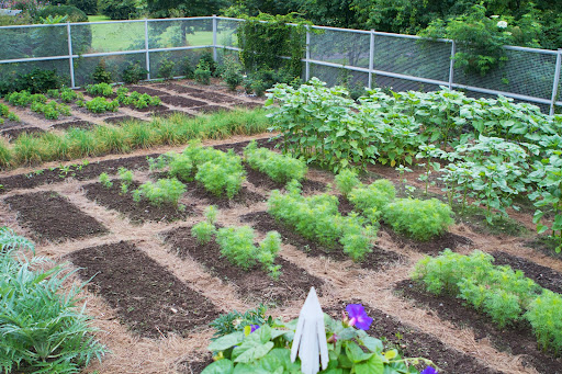 This area has beds of sunflowers and cosmos yet to flower. The empty beds will be planted with perennial seeds next week.