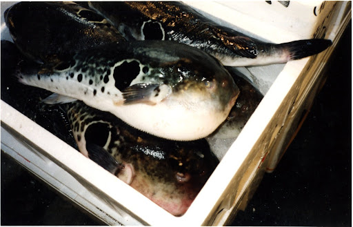 I was drawn to these blow fish.