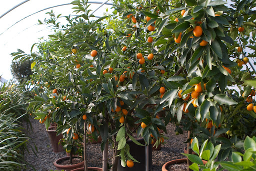 In the heated hoop house, my kumquat trees are loaded with fruit, which will be ready for picking in a few days.