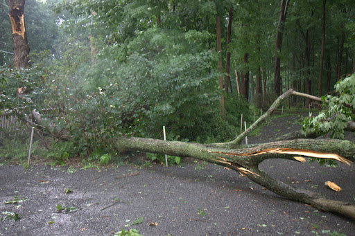 This large limb was torn off of a very old tree alongside Maple Avenue.