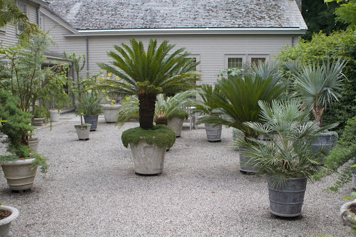 This courtyard is located on the road side of my house and the tropical plants - cycads, Bismarkia palms, agave, giant ferns, etc. - really thrive in this hot and sunny location.