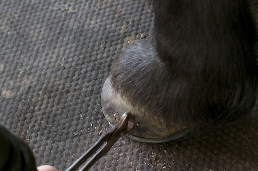 The nails are clinched, or folded down to secure the shoe.