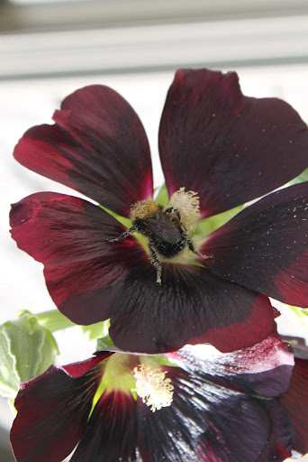 This bumblebee certainly got his fill of pollen from this Holyhock blossom.