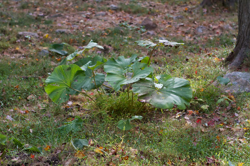 About a year ago, we started planting Petasites japonica quite successfully in the maple grove. This large-leaf plant is easily grown in consistently moist to wet soils, in part shade to full shade.