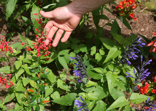 Red salvia and 'Black and Blue' salvia - Both are relatively common annuals. Blue salvia is one of hummingbird's favorite flowers to feed upon, as its nectar has a particularly high sugar content.