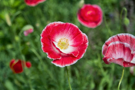 Also called field poppy, Flanders field poppy, and Shirley poppy, they are delightful in the garden with their delicate tissue-paper blossoms.