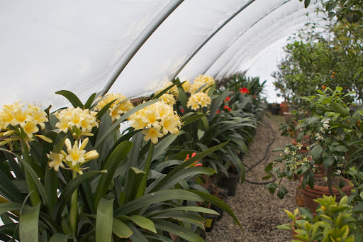 In addition to housing all of my citrus trees for the winter, the clivia collection is lined up along one side. Clivia, a herbaceous evergreen sends up magnificent blooms.
