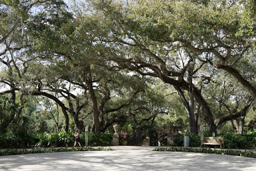 The Garden Mound is crowned with a mantle of gnarled old Live Oak trees, some of which are approaching 200 years old! These trees were dug from other properties as mature trees, brought to Vizcaya, and winched to the top of the mound where they were planted and remain today.
