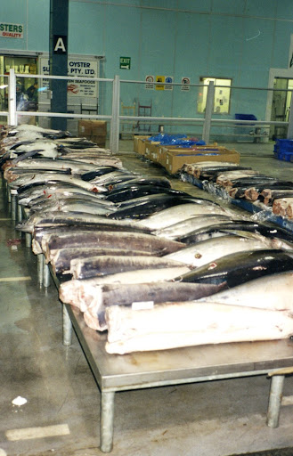 Tuna of all sizes is auctioned off to the highest bidder.