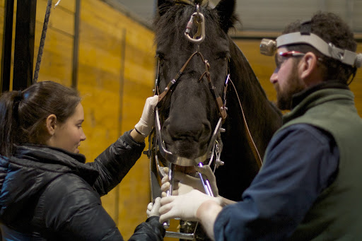 The leather strap pictured here is connected to a harness, which is tied to a pole above. This kept Rutger's head elevated during his sedation.