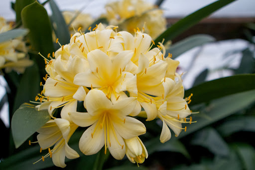 These lovely yellow blooms belong to clivia Sir John Thuron, a rather rare variety that Sir John Thuron, an esteemed plantsman, brought from Britain to his gardens in Philadelphia in the 1950s.