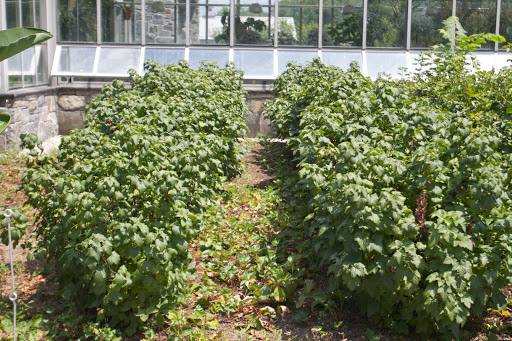 In front of the greenhouse is where the currant bushes are located. Varieties include Pink Champagne, Redstart, Jonkheer Van Tets, Ben Sarek, Blanka, and Ben Lomond.