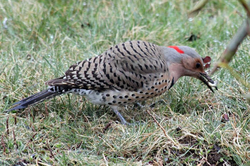 A Northern Flicker with a grub - These large woodpeckers are often seen on the ground because they mostly eat ants and beetles, digging them up with their long pointy bills.