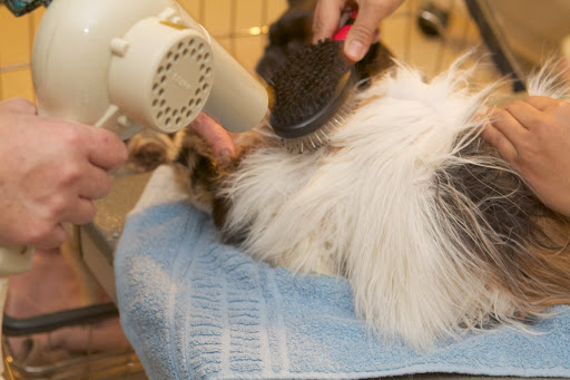Not all cats will tolerate a blow-dryer, but if your cat will let you, use it on the low setting to dry the coat more thoroughly.
