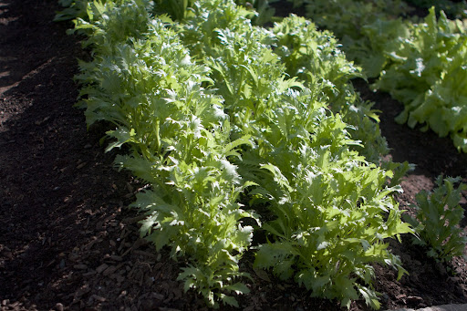 A gorgeous crop of frisée - Frisée is frequently used in salads, but it is also very good sauteed with a bit of garlic.