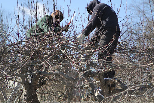 Dan and his team come each winter to prune. The best time to prune apple trees is in late winter or very early spring before any new growth starts.