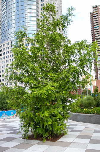 This is a Metasequoia, or Dawn Redwood - A very fast-growing deciduous conifer, this specimen can reach heights of 200-feet!