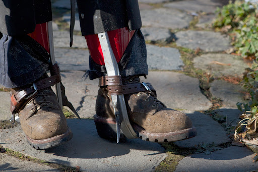 When removing trees, climbers wear very serious-looking boot spurs, armed with sharp spikes that penetrate the tree bark and stick into the wood beneath, which is why spurs are never worn when pruning trees.
