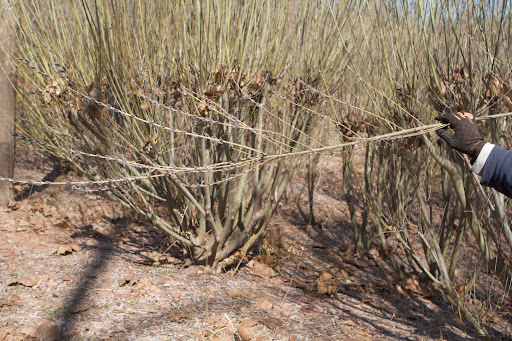 Pussy willows root so easily that stems of almost any size can simply be stuck into a vase of water, where they will form roots in just a few weeks.