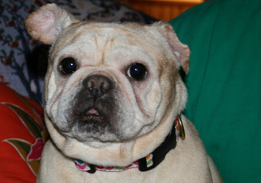 This is Lockett with an adorable little face. We are elated because Lockett is beginning to respond and is begging for attention.